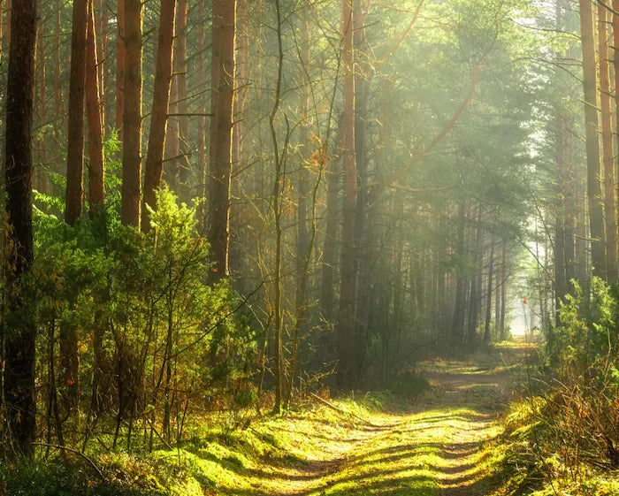 Sonnenlicht fällt auf einen Waldweg inmitten dichter Bäume – Symbol für natürliche Ressourcen und Nachhaltigkeit bei Dexity.